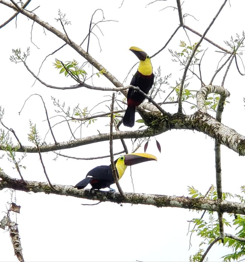 Flora Glamping De Abuela Villa La Fortuna ภายนอก รูปภาพ