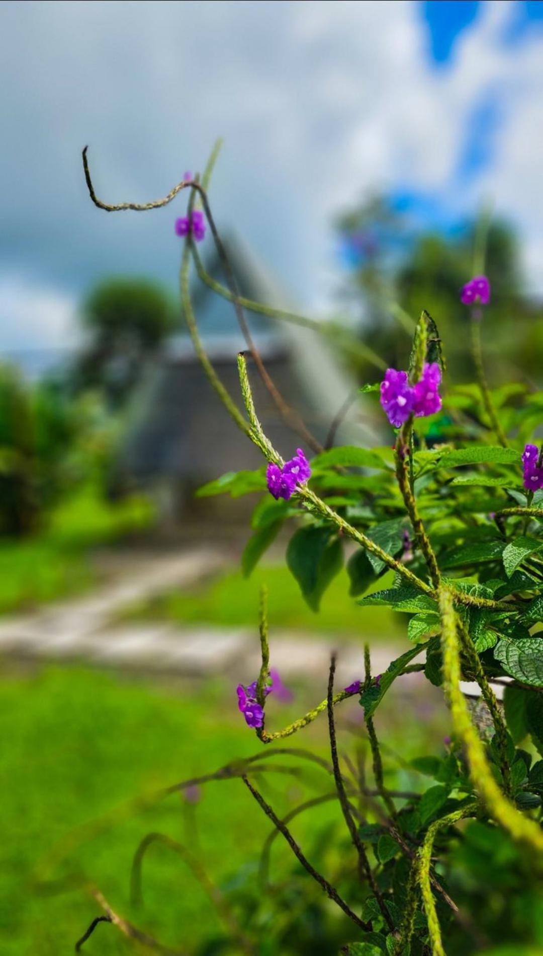 Flora Glamping De Abuela Villa La Fortuna ภายนอก รูปภาพ